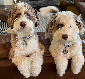  Teddy & Oliver Aussiedoodles of Star & Goose